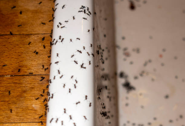 Wildlife Control Services in Martin, SD