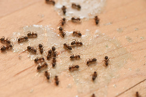 Best Pest Removal Services  in Martin, SD